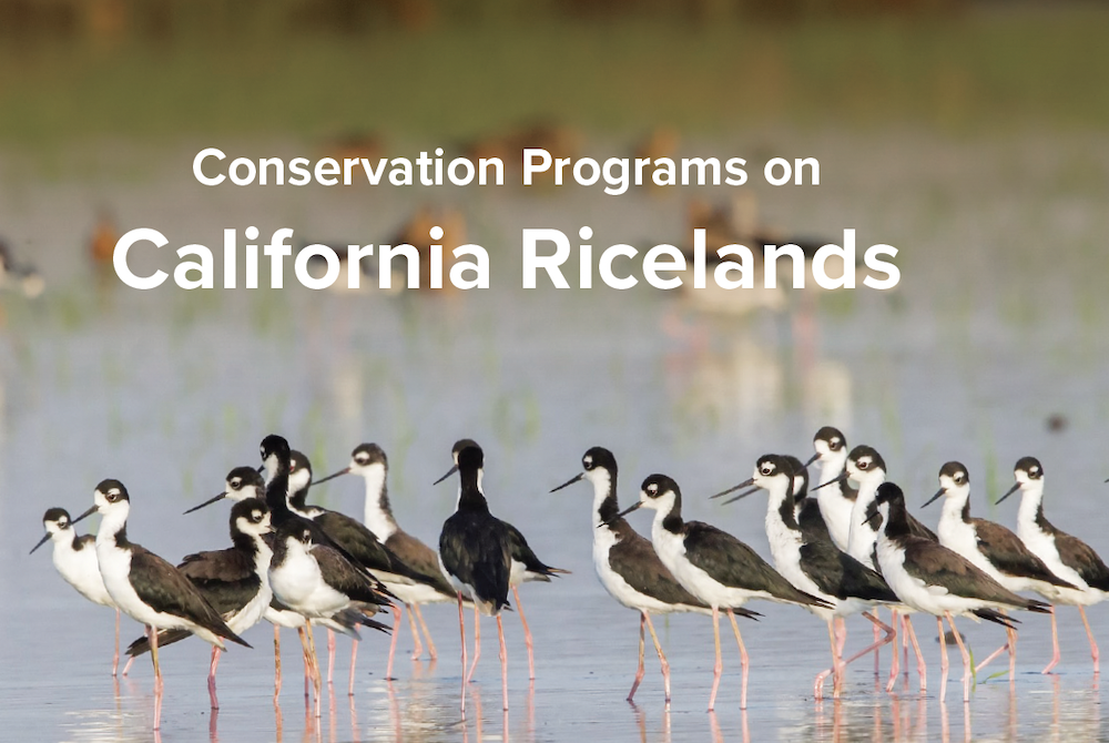 Reminder – Winter Conservation Programs and Deadlines